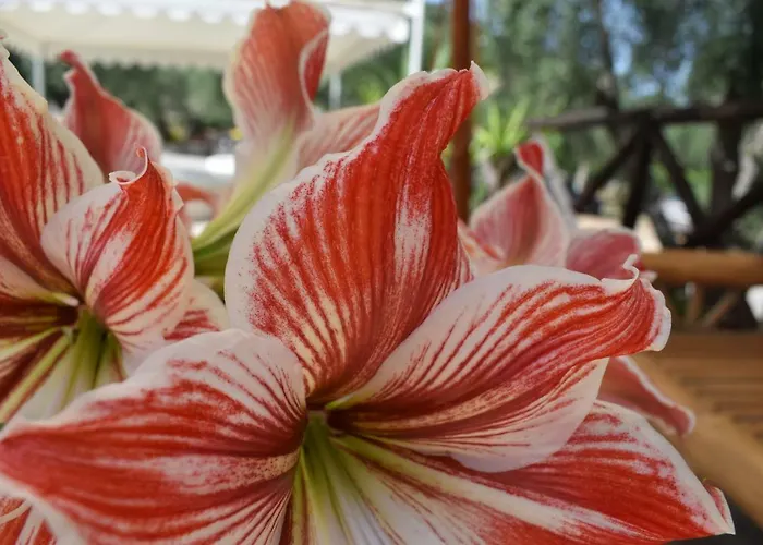 Village Valle D'oro *