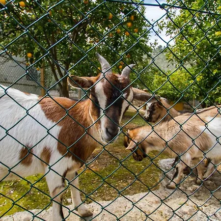 Valle D'oro San Menaio