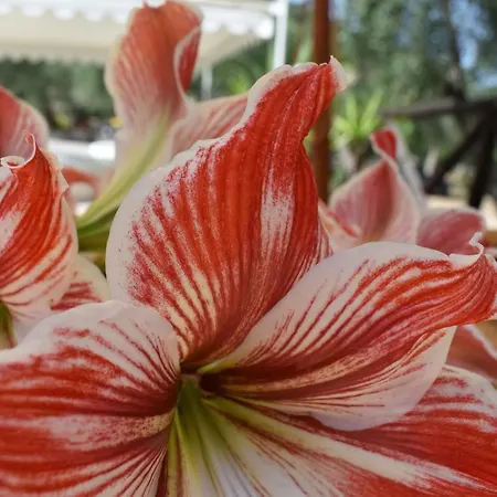 Village Valle D'oro *